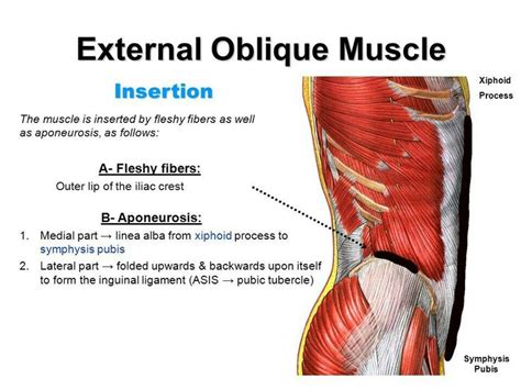inguinal ligament origin and insertion